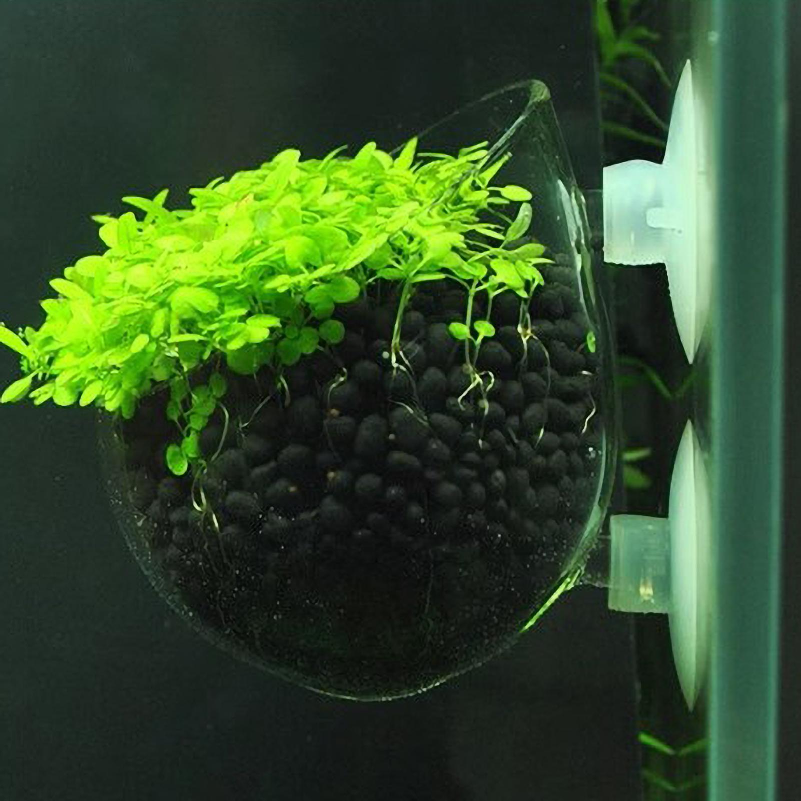 Aquarium Plants Live - Tempat Tanaman Akuarium Kaca dengan Suction