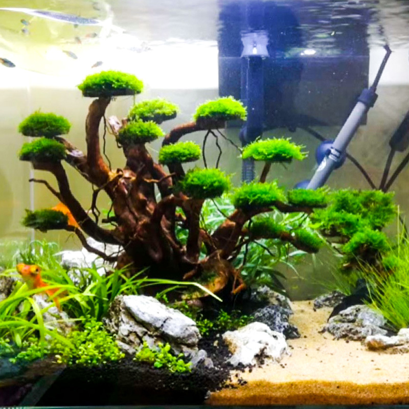 Aquarium Driftwood - Dekorasi akuarium, hiasan pohon lumut, kerangka
