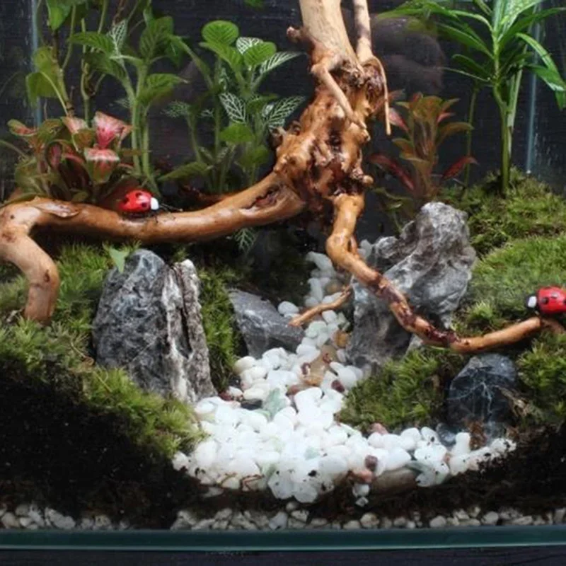 Pohon alami kayu apung akuariu - Aquarium Driftwood ulasan dan harga