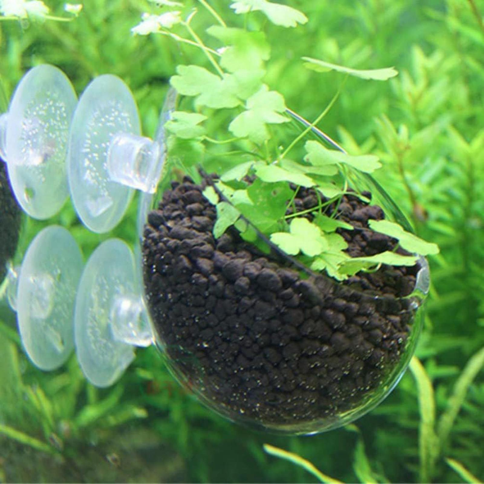 Tempat Tanaman Akuarium Kaca d - Aquarium Plants Live ulasan dan harga