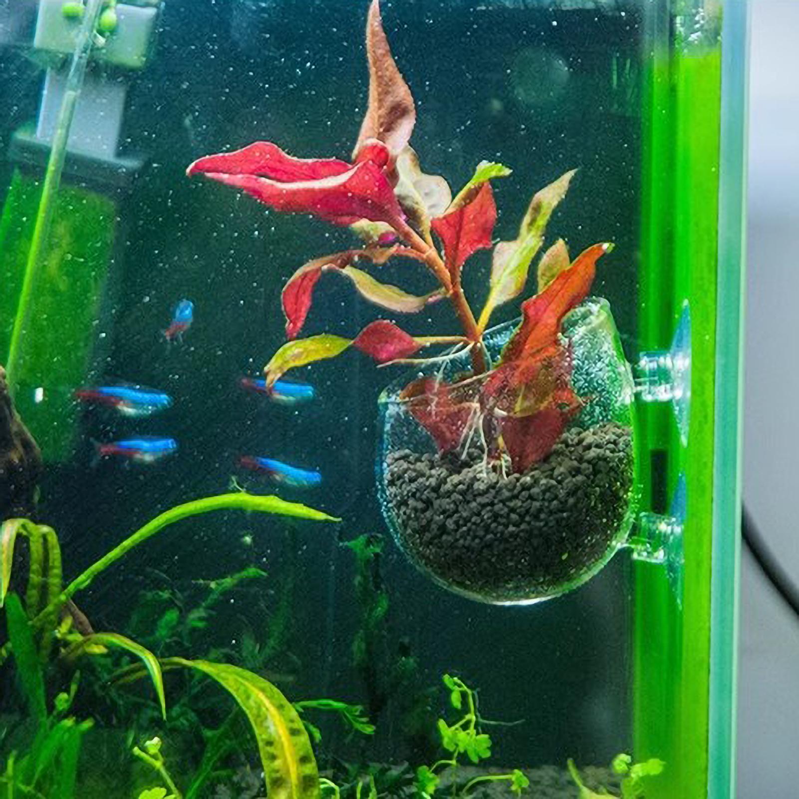 Tempat Tanaman Akuarium Kaca d - Aquarium Plants Live ulasan dan harga
