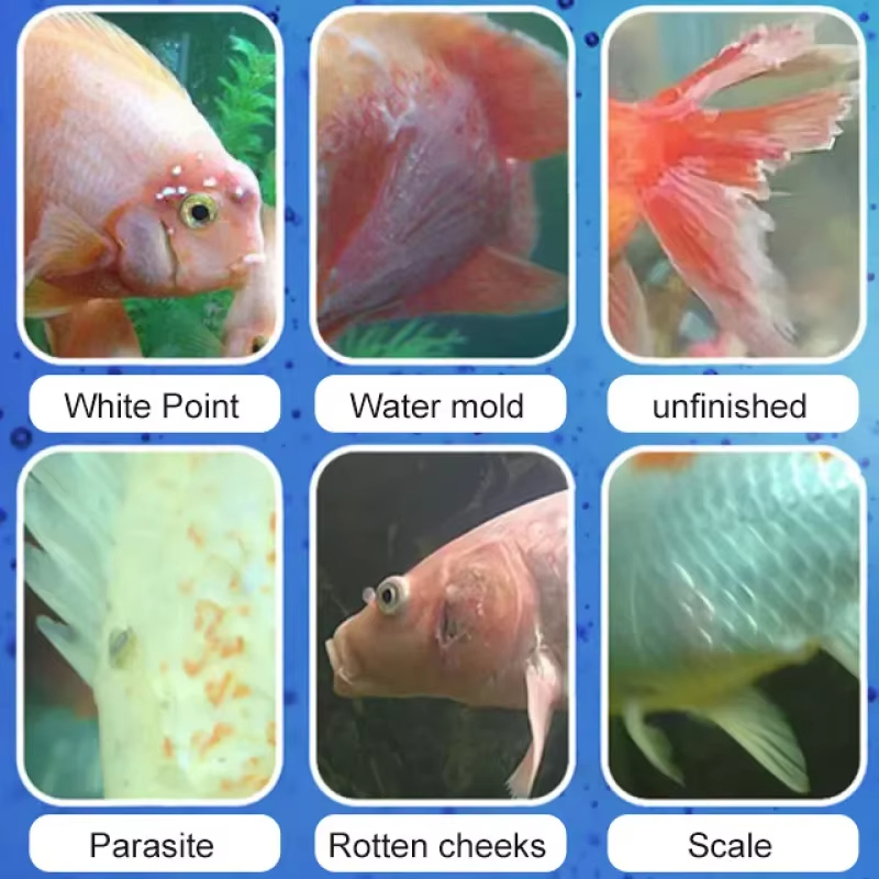 Perawatan Penyakit Ikan SIKEZH - Aquarium Fertilizer ulasan dan harga