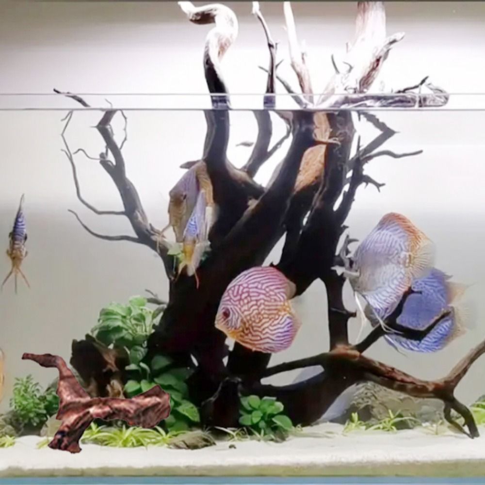 Kayu Karang Bentuk Tidak Berat - Aquarium Driftwood ulasan dan harga