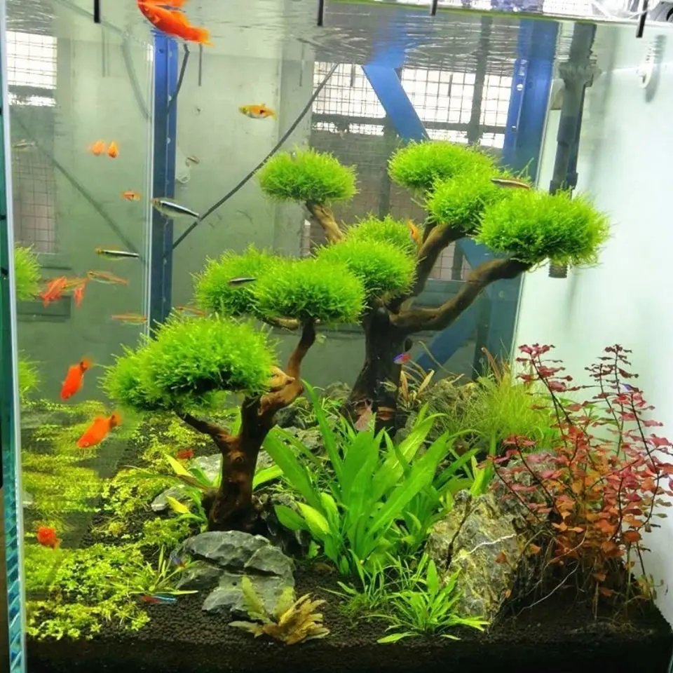 Akuarium Driftwood lansekap de - Aquarium Driftwood ulasan dan harga