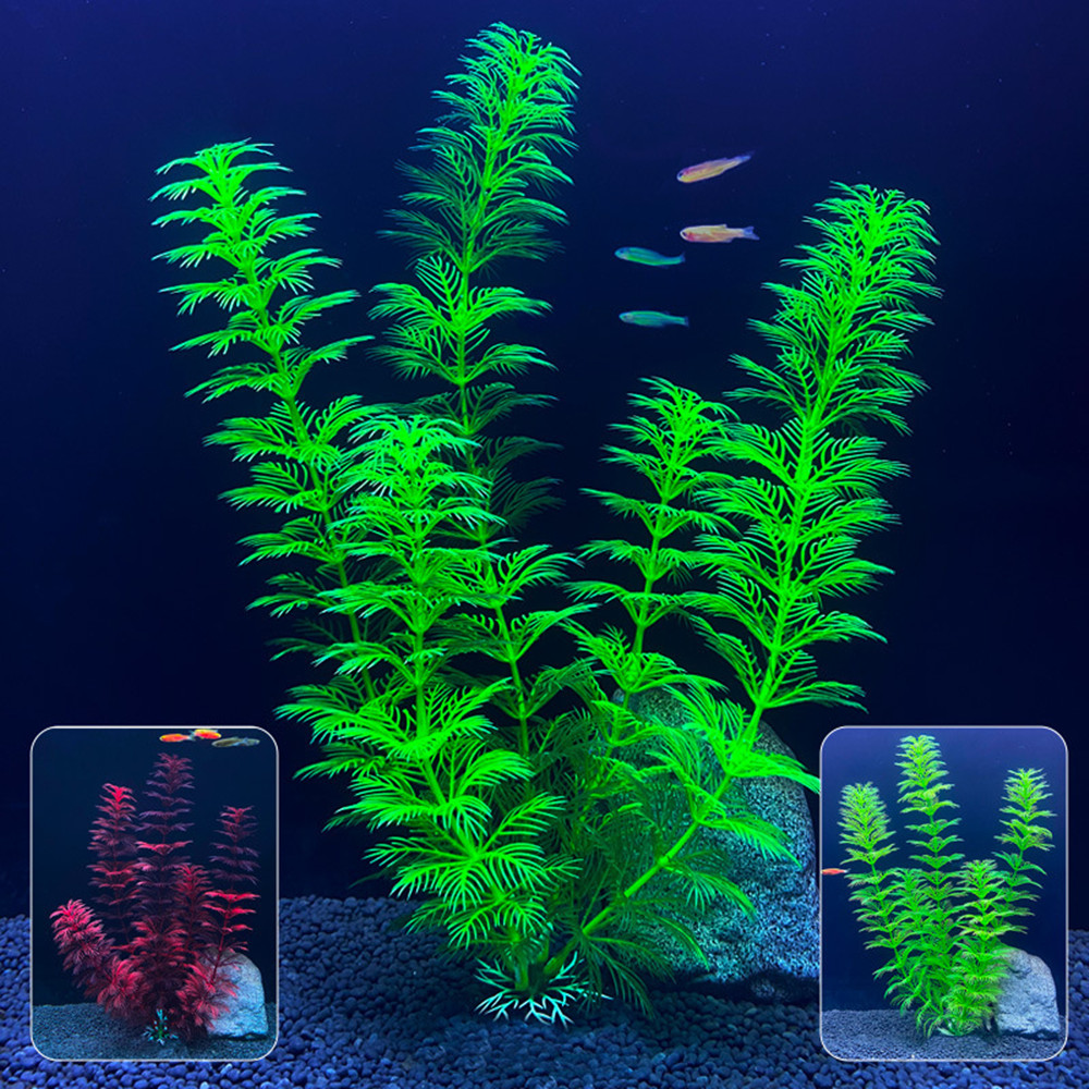 14cm - 30cm Tanaman Akuarium P - Aquarium Plants Live ulasan dan harga